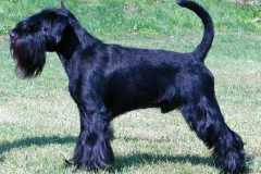 1374761332_lucky_23