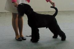 1426853908_lucky