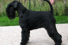Cherni-Strazhnik-ZE-CHARLOTINA-UDOLI31